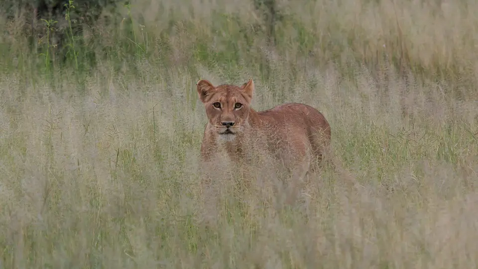 2016Botswana3116.jpg