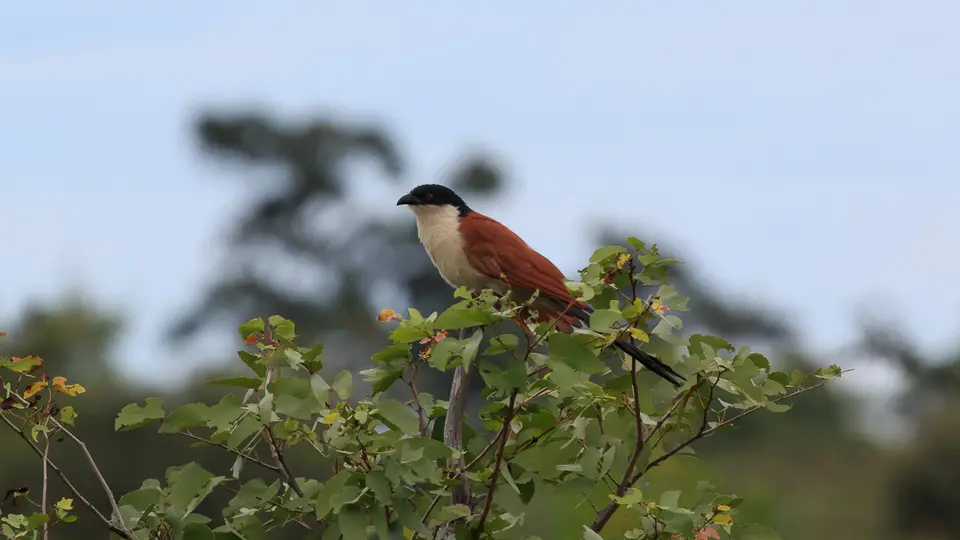 2016Botswana3125234.2Coppery-tailedCoucal.jpg