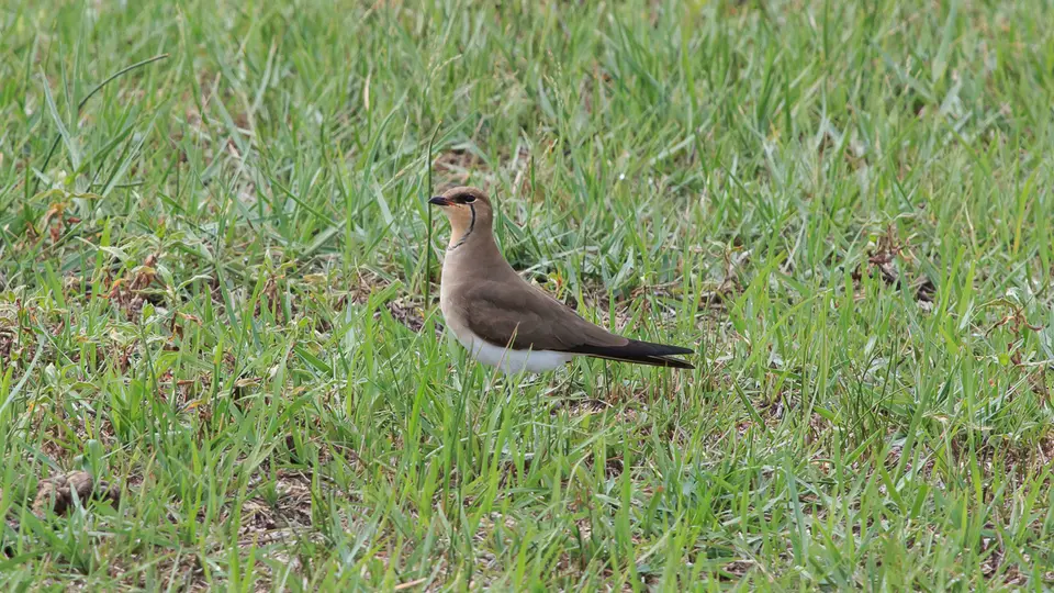 2016Botswana3161148.3Red-wingedPratincole.jpg