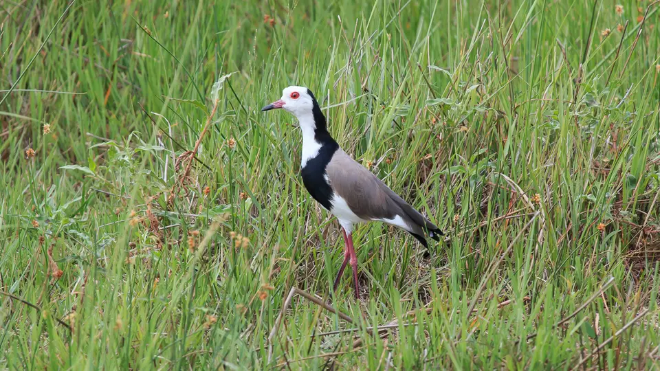 2016Botswana3250142.1Long-toedPlover.jpg