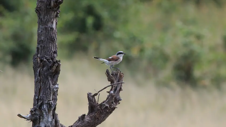 2016Botswana3262390.2Red-backedShrike.jpg
