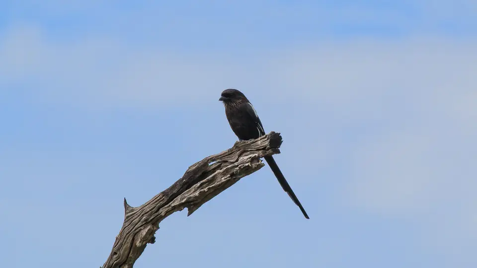 2016Botswana3263390.1Long-tailedShrike.jpg