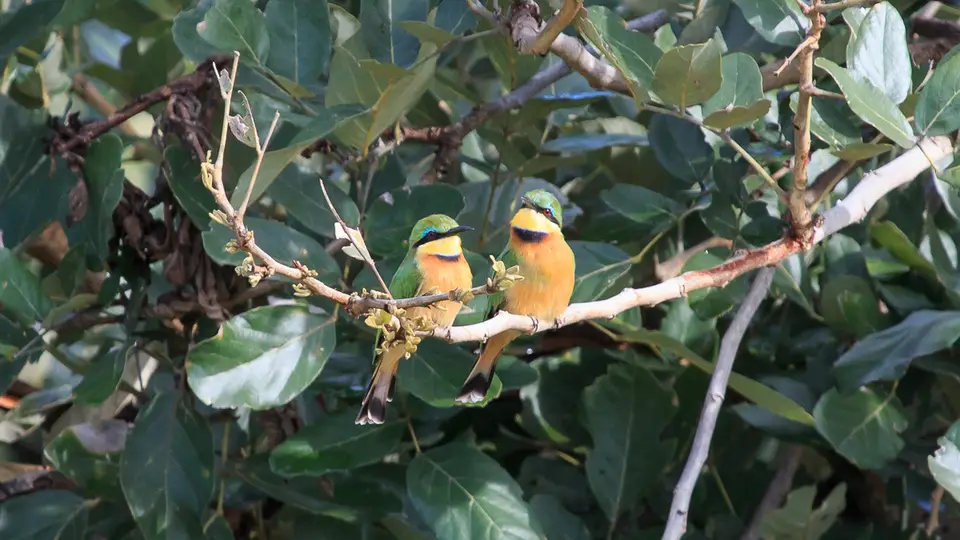 2016Botswana3291266.1LittleBee-eater.jpg