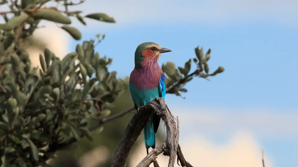 2016Botswana3296274.3Lilac-breastedRoller.jpg