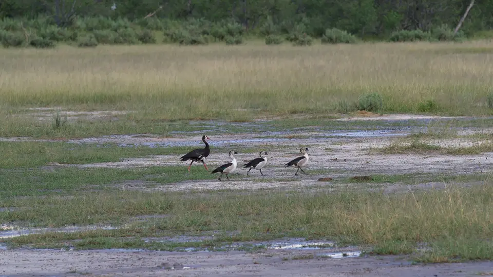 2016Botswana3301114.4Knob-billedDuck.jpg