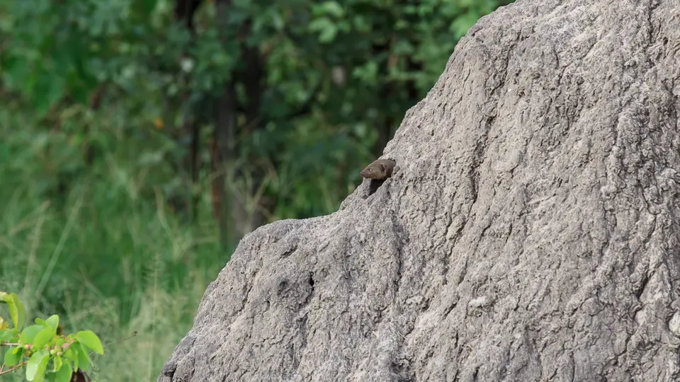 2016Botswana3307.jpg