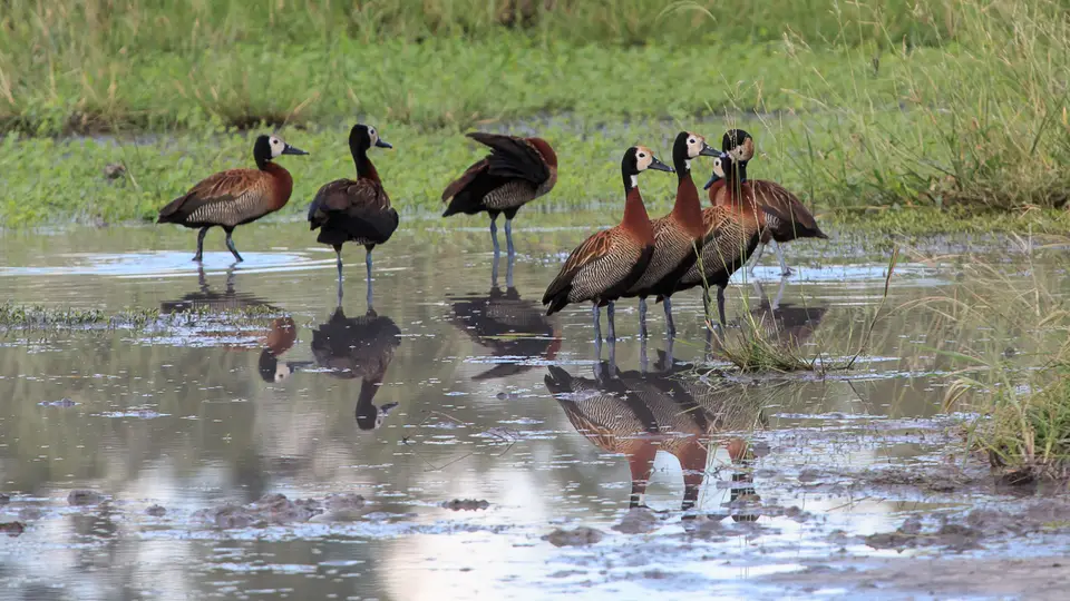 2016Botswana3320106.1White-facedDuck.jpg