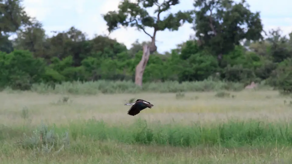 2016Botswana3323114.4Knob-billedDuck.jpg