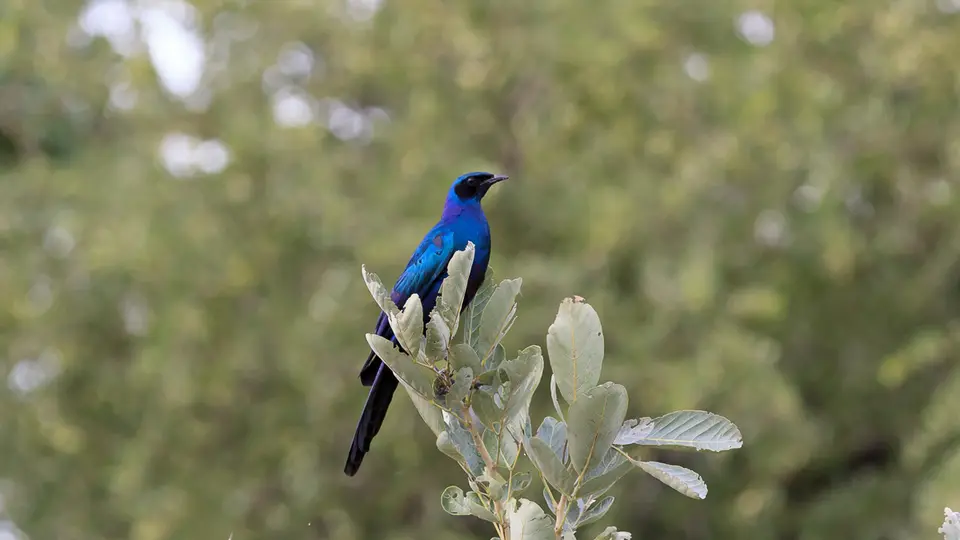 2016Botswana3324.jpg