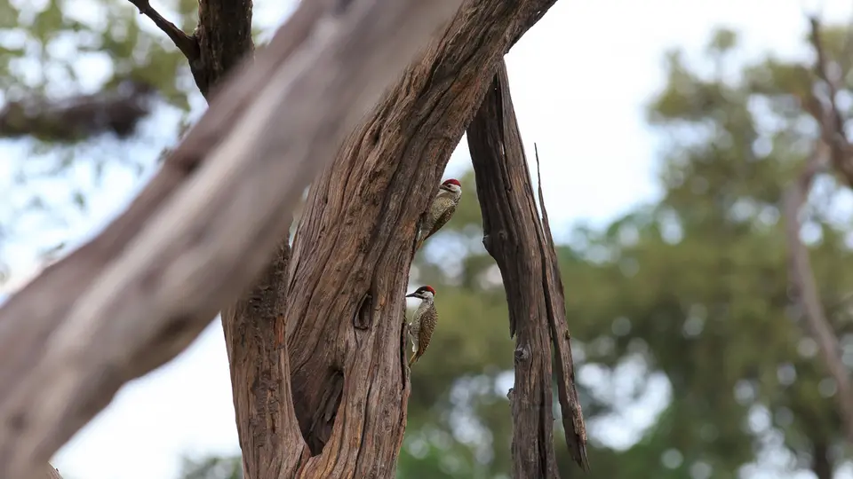 2016Botswana3346288.3Bennett'sWoodpecker.jpg