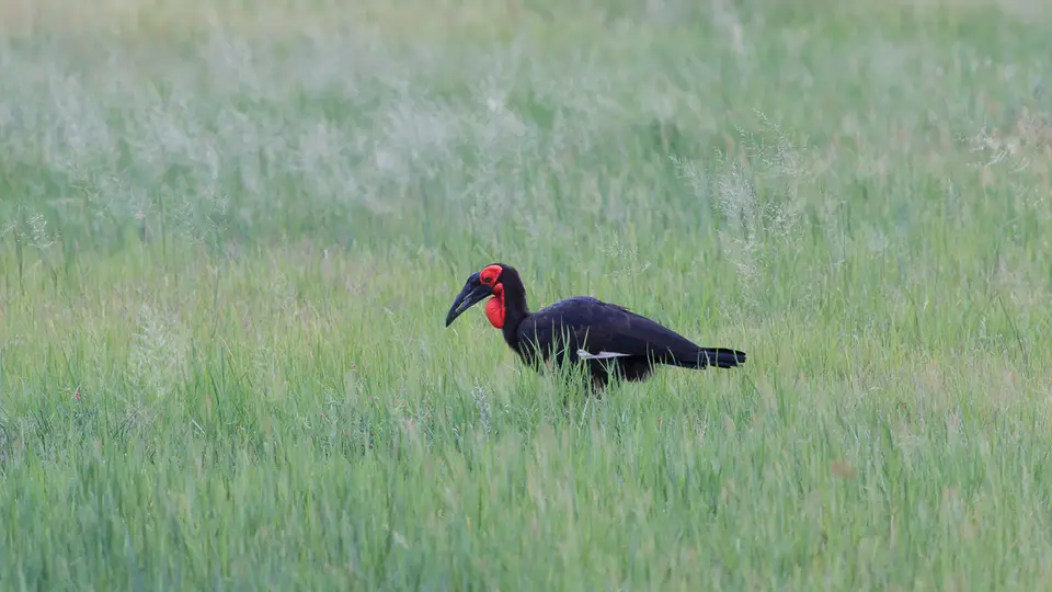 2016Botswana3364282.1SouthernGroundHornbill.jpg