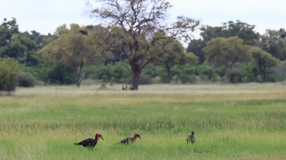 2016Botswana3378282.1SouthernGroundHornbill.jpg