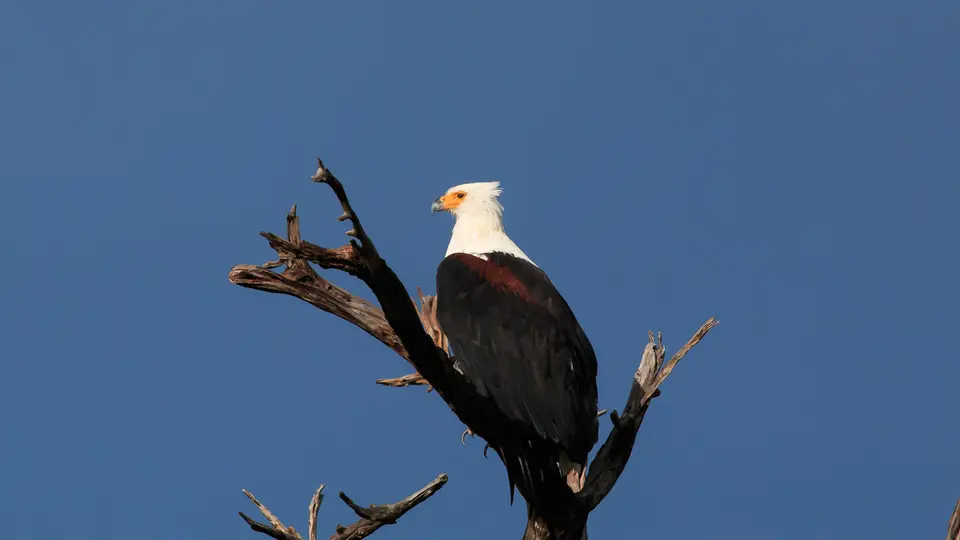2016Botswana3533188.1AfricanFishEagle.jpg