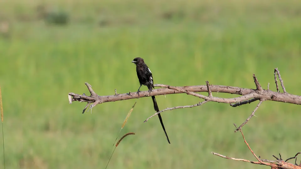 2016Botswana3662390.1Long-tailedShrike.jpg