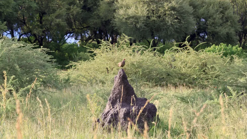 2016Botswana3665.jpg