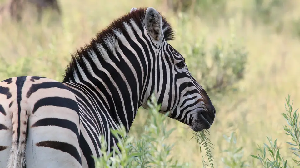 2016Botswana3668.jpg