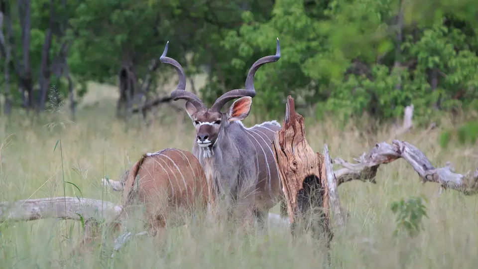 2016Botswana3674.jpg