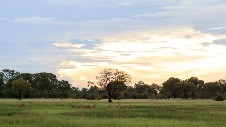 2016Botswana3696.jpg