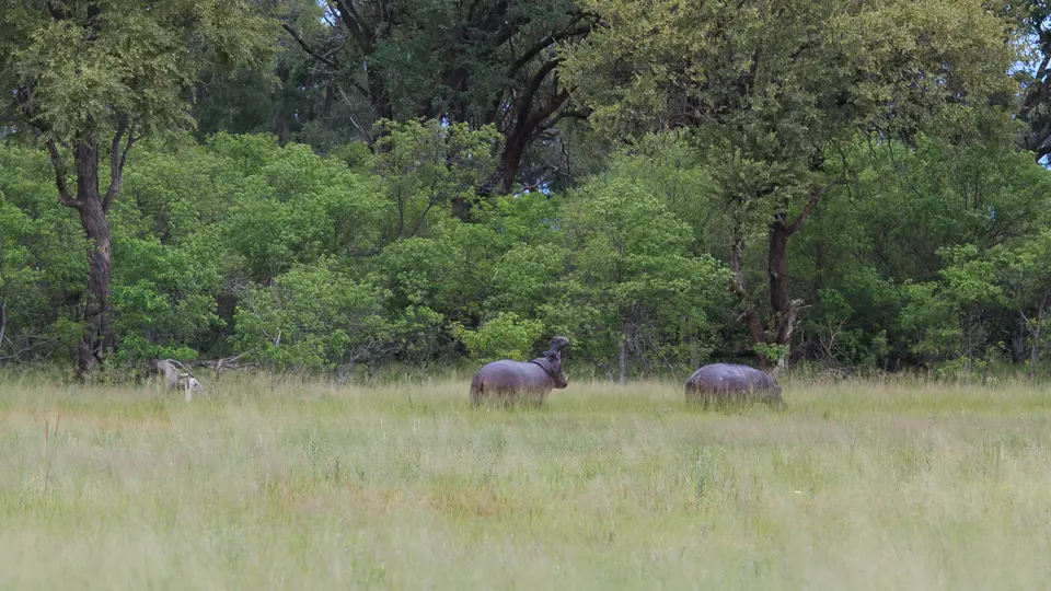 2016Botswana3815.jpg