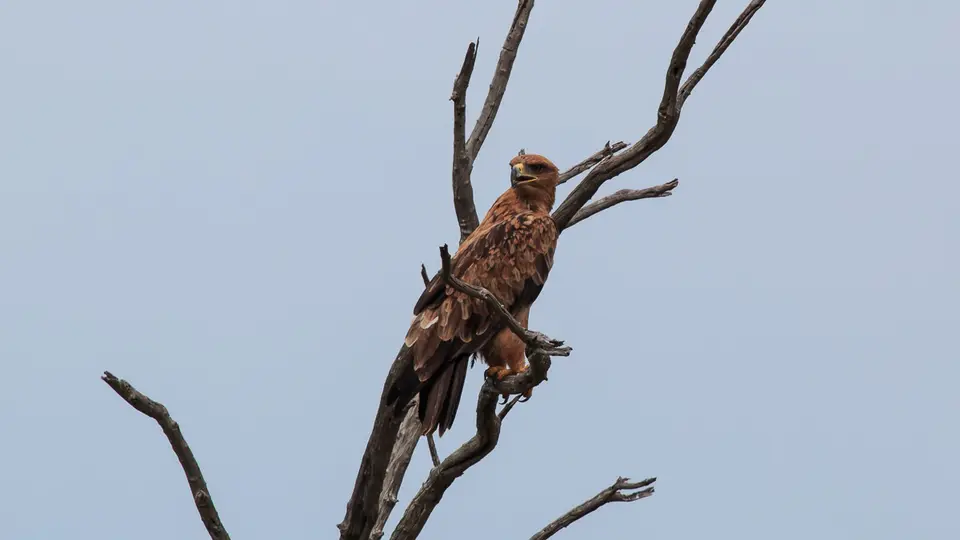 2016Botswana3915184.3TawnyEagle.jpg