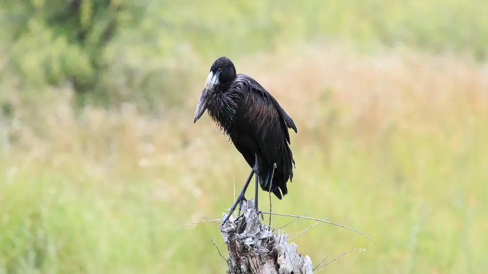 2016Botswana3948100.3Open-billedStork.jpg