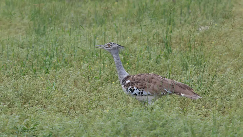 2016Botswana3960156.2KoriBustard.jpg