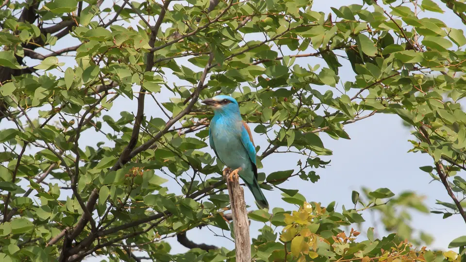 2016Botswana3970274.4EuropeanRoller.jpg