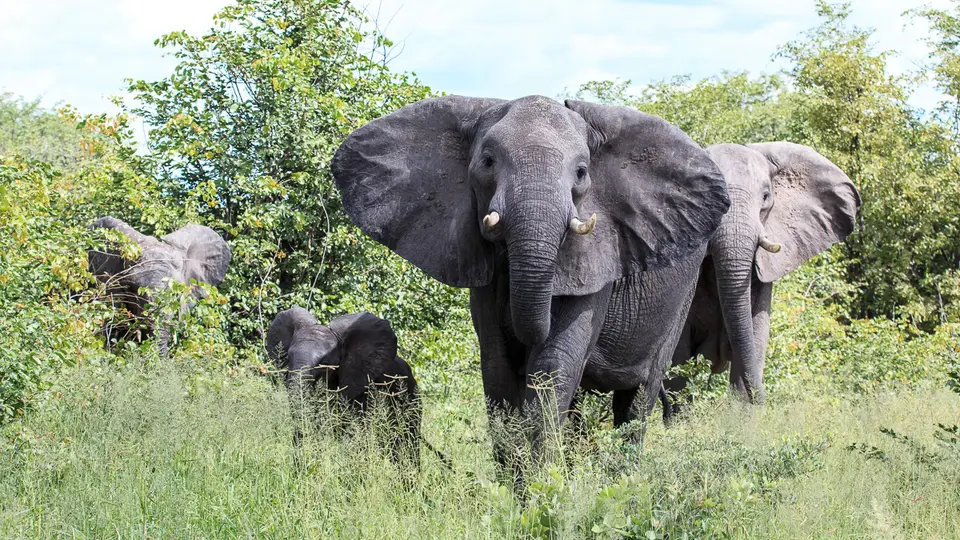 2016Botswana3984.jpg