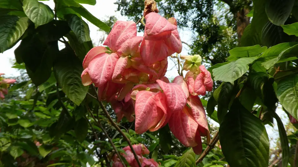 2020BangkokKambodscha0972.JPG