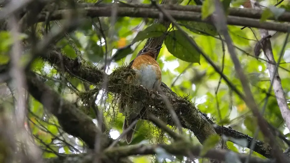 2025SAKrüger0109332.3OrangeThrush.jpg