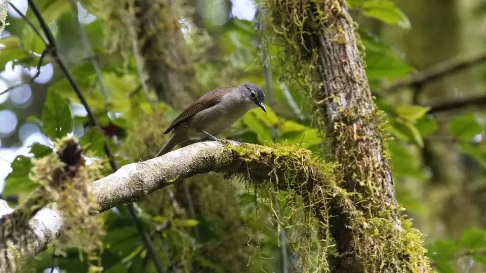 2025SAKrüger0114bc324.5TerrestrialBrownbul.jpg