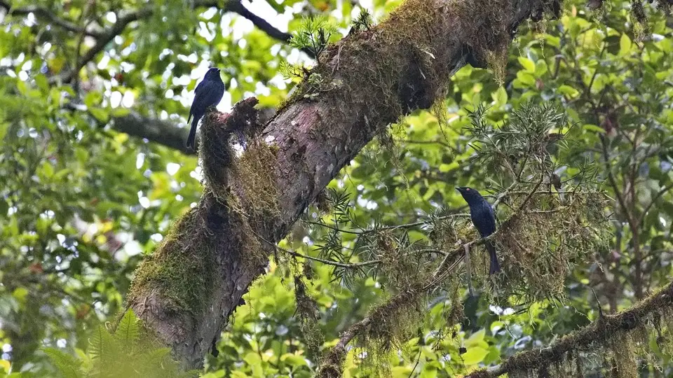2025SAKrüger0119bb316.4Square-tailedDrongo.jpg