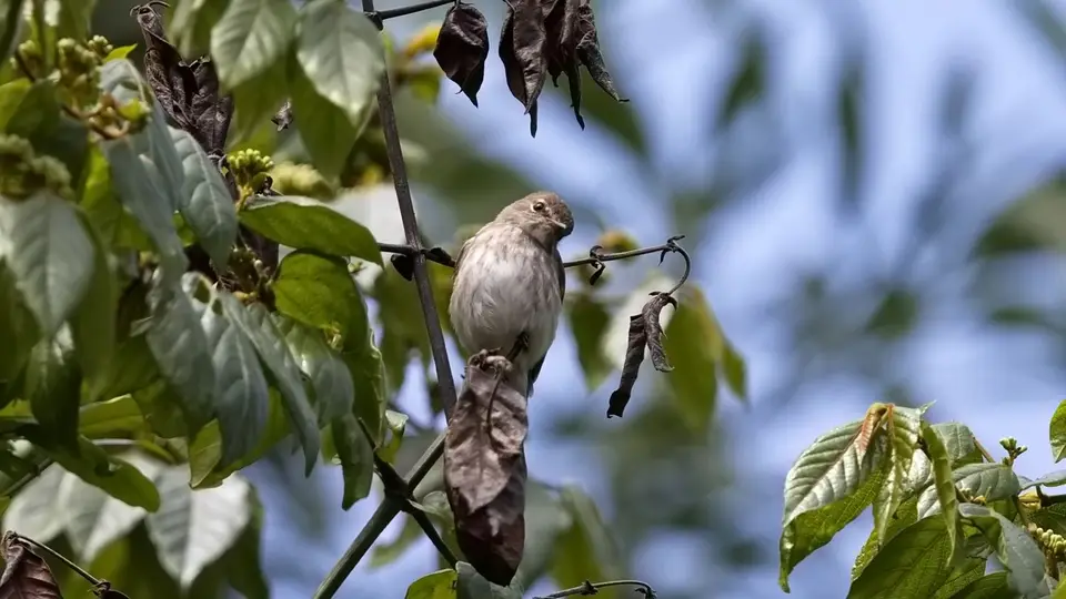 2025SAKrüger0153382.2DuskyFlycatcher.jpg