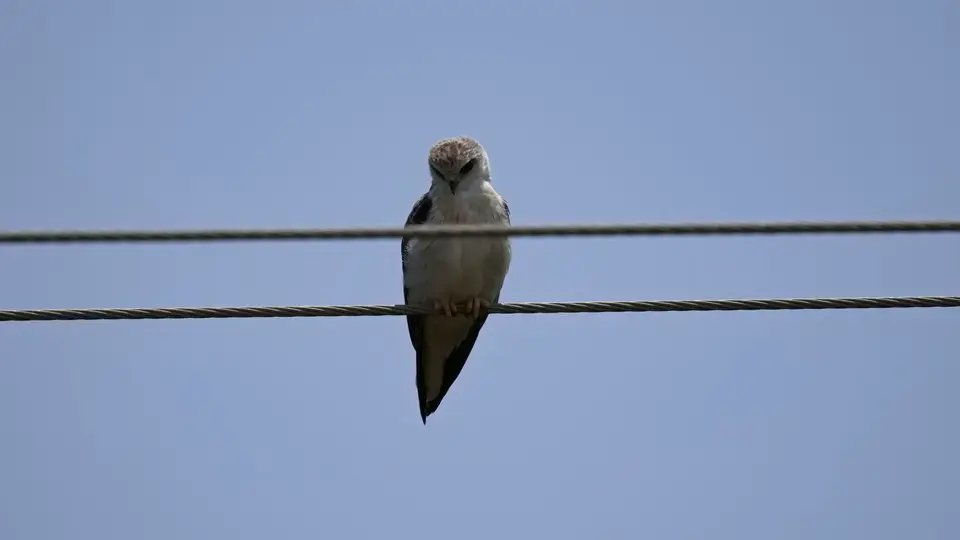 2025SAKrüger0185194.2Black-shoulderedKite.jpg
