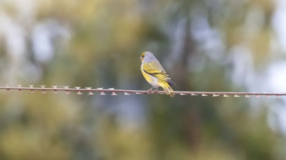 2025SAKrüger0246f456.4CapeCanary.jpg
