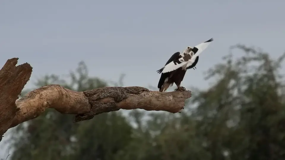 2025SAKrüger0453e188.1AfricanFishEagle.jpg
