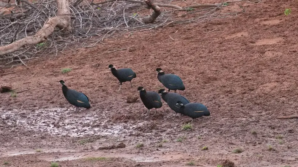 2025SAKrüger0483c168.5CrestedGuineyfowl.jpg