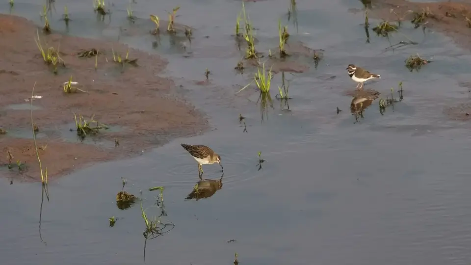 2025SAKrüger0508a132.4WoodSandpiper.jpg