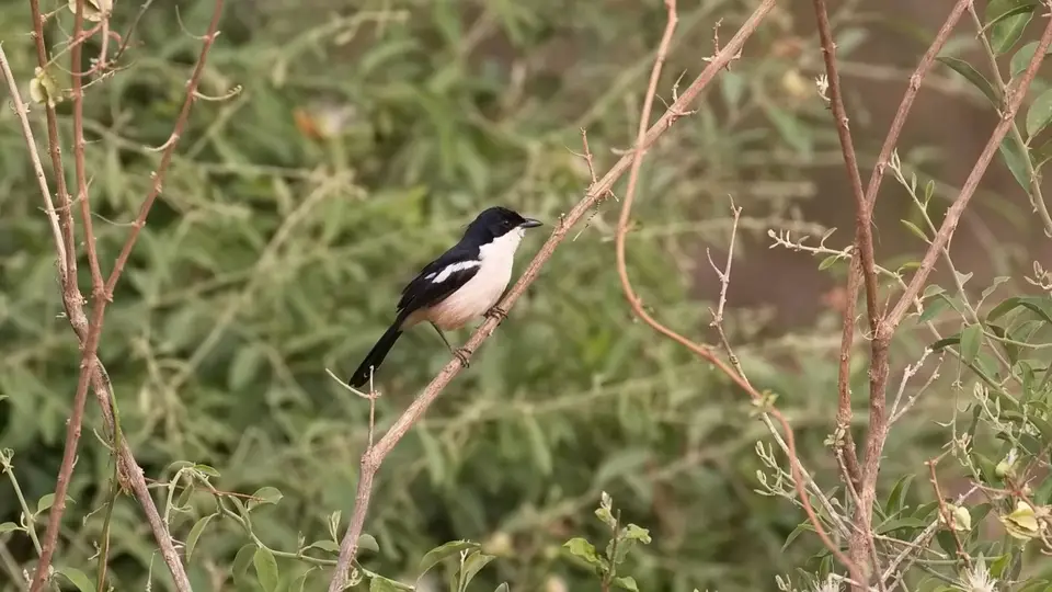 2025SAKrüger0519r394.2SouthernBoubou.jpg