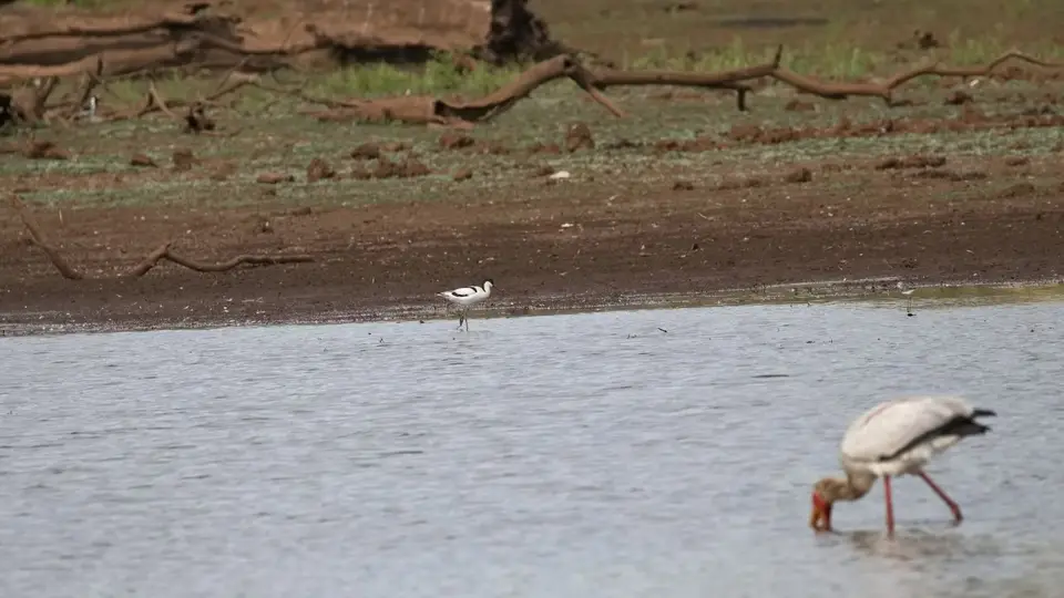 2025SAKrüger0590a146.2PiedAvocet.jpg