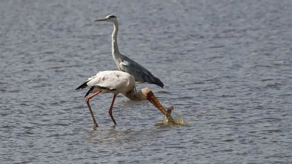 2025SAKrüger0610e100.1Yellow-billedStork.jpg