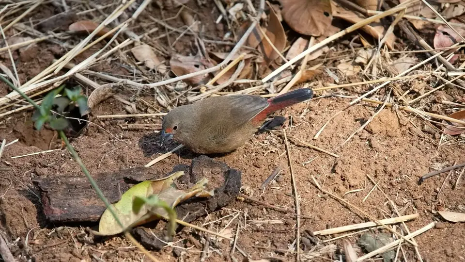 2025SAKrüger0646442.2Red-billedFirefinch.jpg