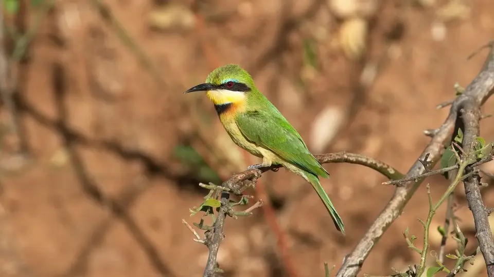 2025SAKrüger0656g266.1LittleBee-Eater.jpg