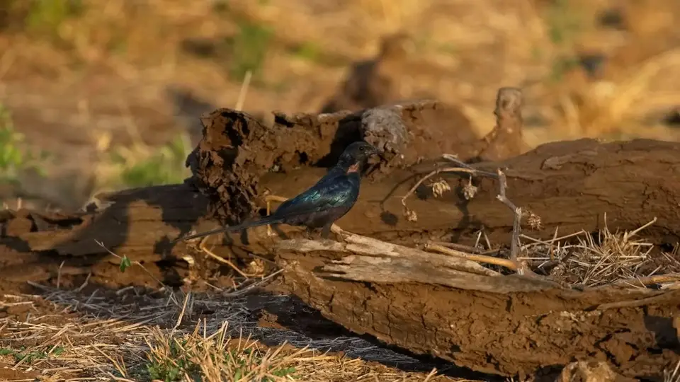 2025SAKrüger0678404.4Meve'sStarling.jpg