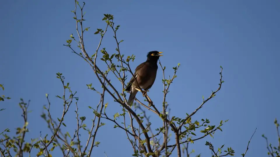 2025SAKrüger1132404.2CommonMyna.jpg