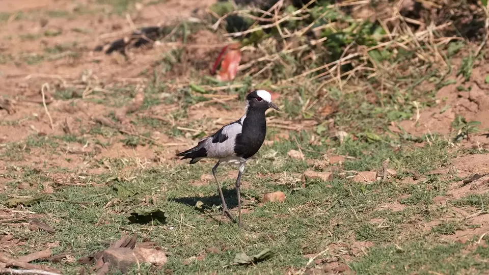 2025SAKrüger1154b142.2BlacksmithPlover.jpg