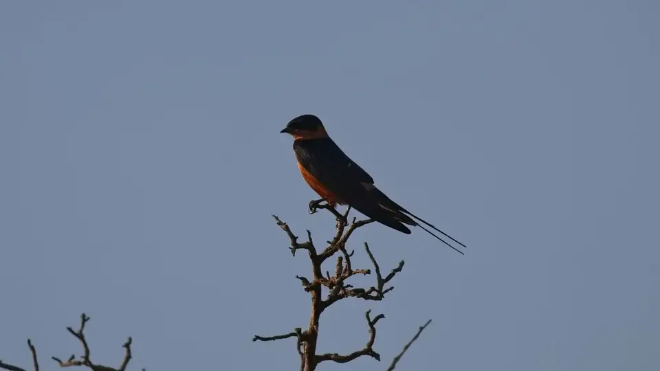 2025SAKrüger1340a248.1Red-breastedSwallow.jpg