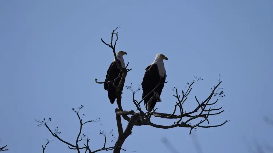 2025SAKrüger1372188.1AfricanFishEagle.jpg