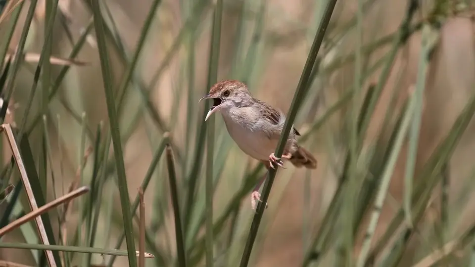2025SAKrüger1411f374.3RattlingCisticola.jpg