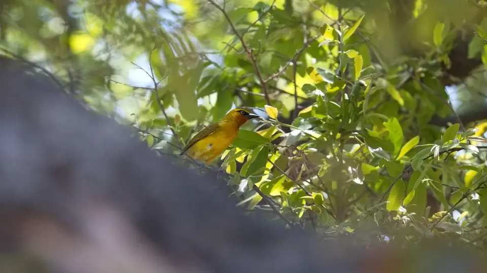 2025SAKrüger1428430.2SpectacledWeaver.jpg